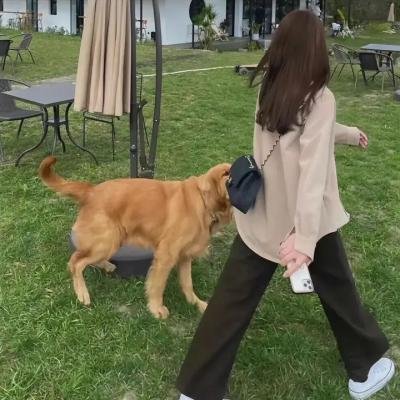 幼狮王朝